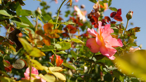 英国玫瑰园花坛13秒视频
