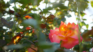 玫瑰园花卉10秒视频
