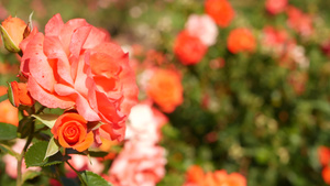 英国玫瑰园玫瑰园花卉背景嫩花盛开蜜蜂采花粉念珠花坛11秒视频