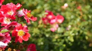 英国玫瑰园玫瑰园花卉背景嫩花盛开蜜蜂采花粉念珠花坛20秒视频