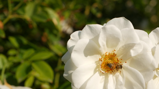 英国玫瑰园玫瑰园花卉背景嫩花盛开蜜蜂采花粉念珠花坛视频