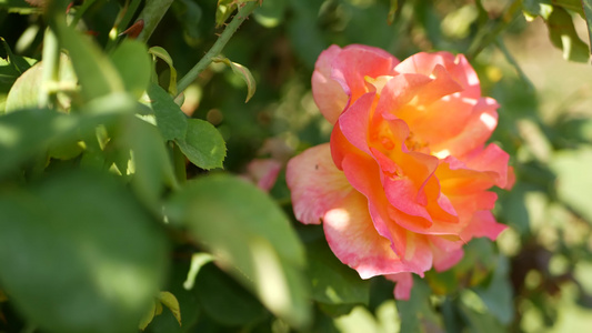 英国玫瑰园玫瑰园花卉背景嫩花盛开蜜蜂采花粉念珠花坛视频