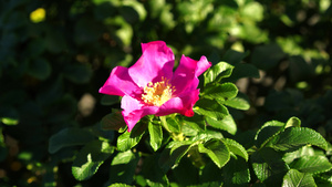 自然背景和粉红色花朵10秒视频