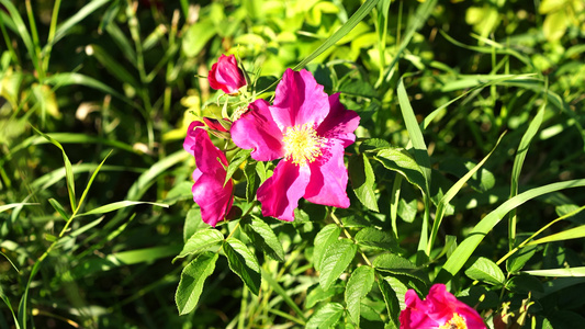 自然背景和粉红色花朵野玫瑰视频