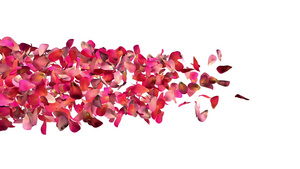 白色背景的玫瑰花瓣带阿尔法频道34秒视频