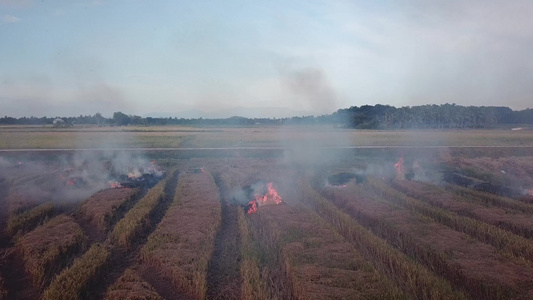 Malaysia的收获稻田燃烧视频