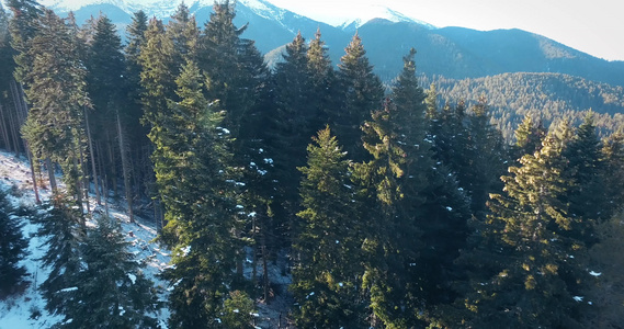 空中飞过美丽的森林在冬季有松树和山林视频