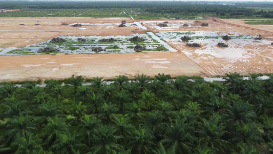 砍伐椰枣油和旱地视频