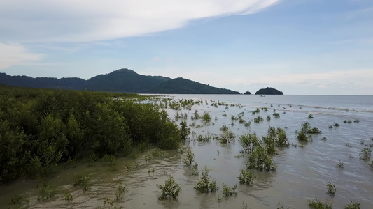 飞越沿海的红树林沼泽视频