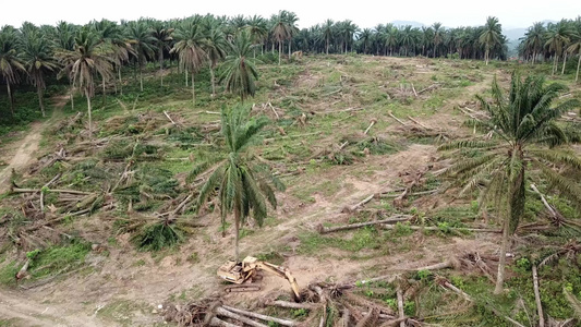 Malaysia油棕榈种植园的陆地上清空空中挖掘机视频