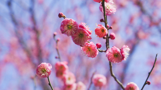 4K实拍初春春暖花开梅花盛开视频