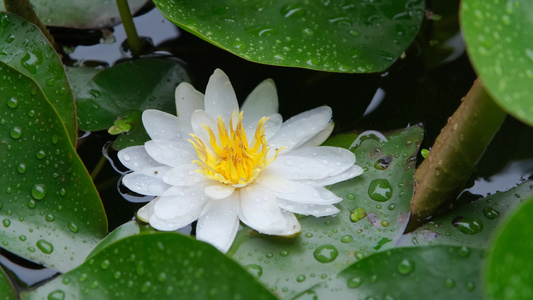 雨中盛开的唯美白色睡莲视频