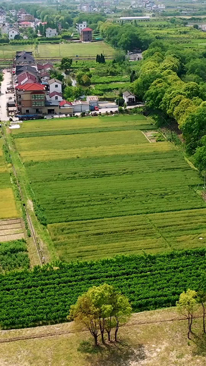 航拍春天的麦田合集新农村133秒视频