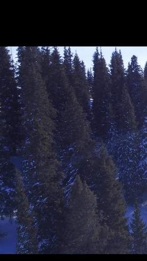 在雪山上的松树林上飞行拍摄15秒视频