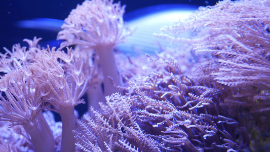 水族馆里的软珊瑚特写Anthelia和Euphyllia视频