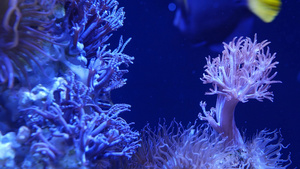 水族馆里的软珊瑚特写14秒视频