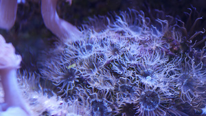 水族馆里的软珊瑚特写14秒视频