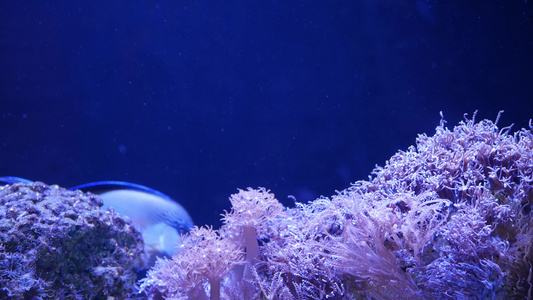 水族馆里的软珊瑚特写Anthelia和Euphyllia视频