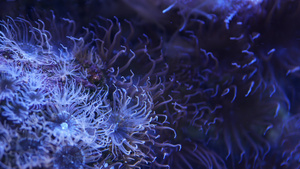 水族馆里的软珊瑚特写13秒视频