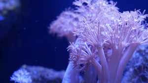 水族馆里的软珊瑚特写15秒视频