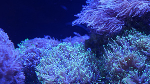 海洋水族馆中的彩色珊瑚18秒视频