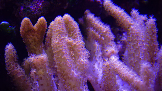 海洋水族馆中的彩色珊瑚探险水族馆凸轮新球衣我们a视频