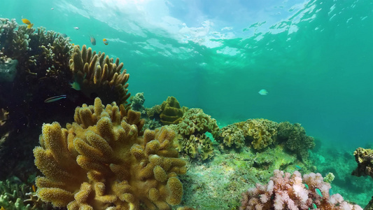 珊瑚花园海景多彩热带珊瑚哲学视频