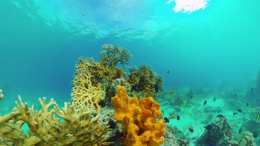 珊瑚花园海景多彩热带珊瑚哲学视频