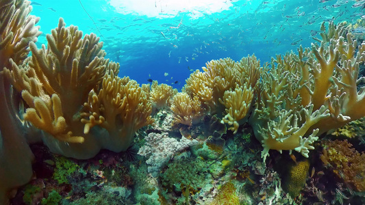 热带珊瑚礁海景有鱼类硬珊瑚和软珊瑚视频