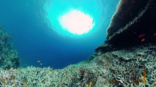 正在潜水的热带鱼类和珊瑚礁视频