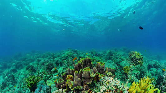 珊瑚珊瑚礁和热带鱼类海豚视频