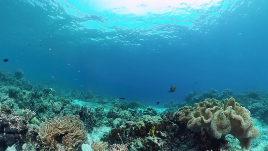 珊瑚花园海景和水下世界视频