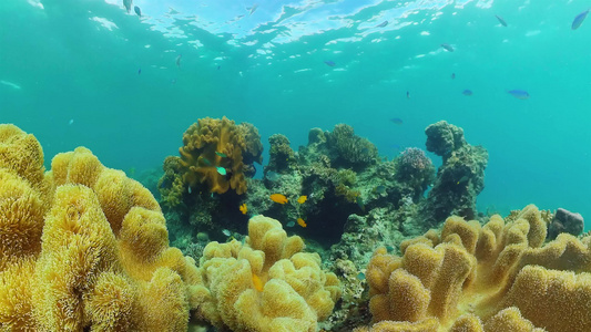 水下珊瑚礁视频