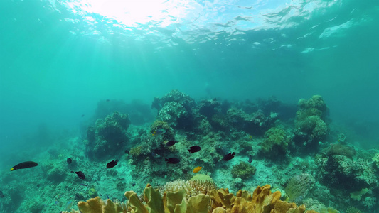水下珊瑚礁视频