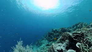 热带珊瑚海洋珊瑚礁24秒视频