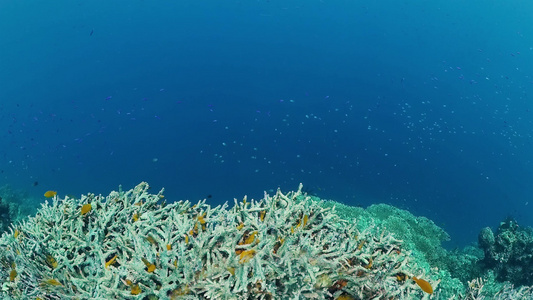 珊瑚礁和热带鱼在水下捕捞海豚视频