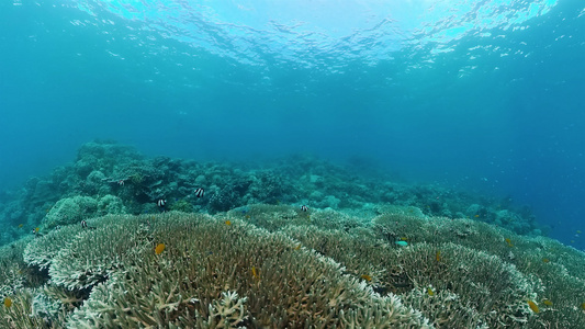 具有珊瑚礁的水下世界视频