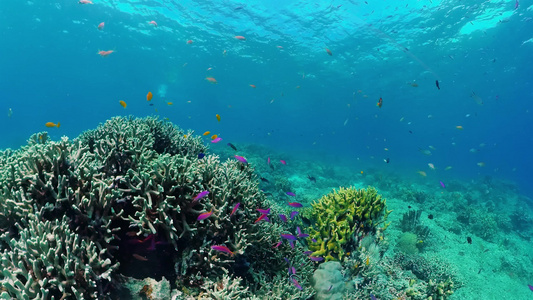 具有珊瑚礁的水下世界视频