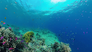 具有珊瑚礁的水下世界20秒视频