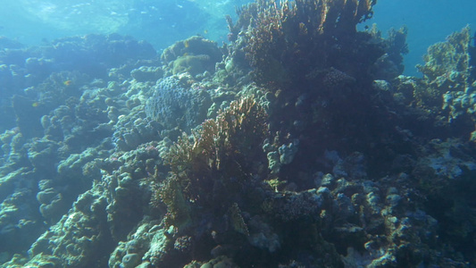 靠近水面的珊瑚礁视频