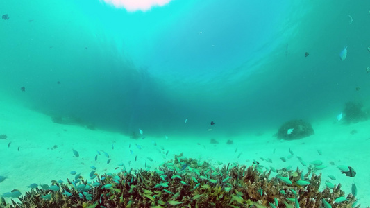 珊瑚礁和热带鱼类潘格莱奥菲利平鱼视频