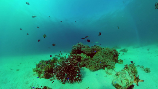 珊瑚礁和热带鱼类潘格莱奥菲利平鱼视频