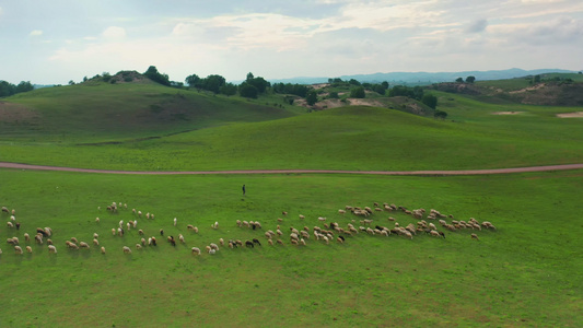 草原羊群牛群航拍视频