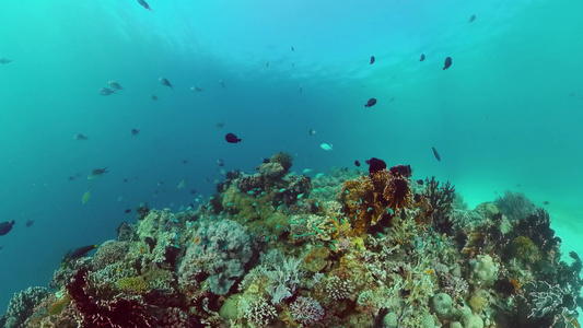 在水下的世界珊瑚礁邦格莱奥菲利平斯视频