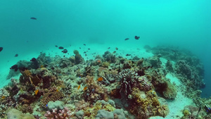 在水下的世界珊瑚礁邦格莱奥菲利平斯21秒视频