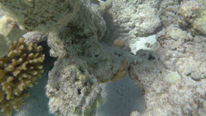 生活在珊瑚礁中的外来异国鱼类48秒视频