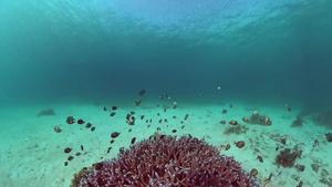 在水下的世界珊瑚礁邦格莱奥菲利平斯24秒视频