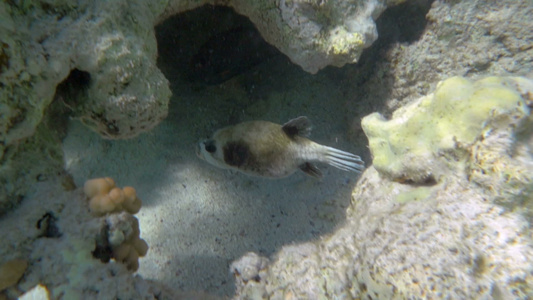 在珊瑚礁中游动的热带鱼视频