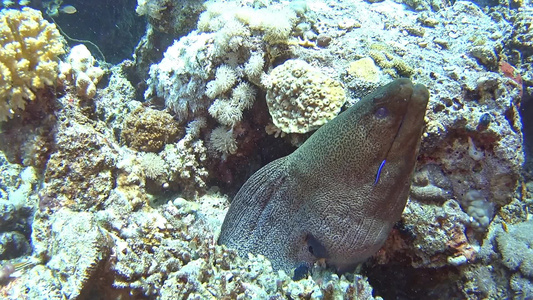 珊瑚礁热带海中热带海中的巨型莫雷视频