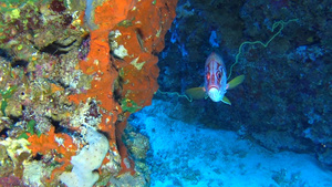 珊瑚硬珊瑚上有巨型松鼠鱼的热带珊瑚礁场景14秒视频